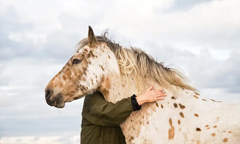 A person with a horse