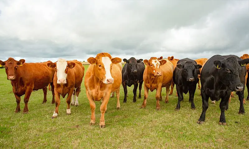 Cows in a field