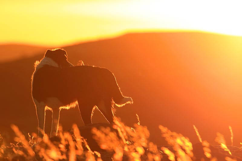 A dog in a sunset A dog in a sunset